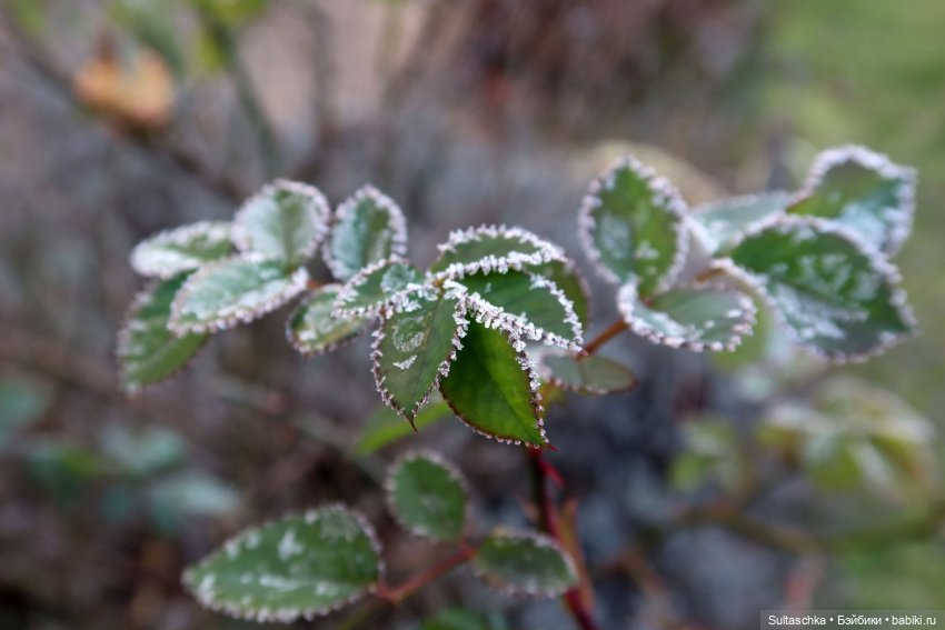 Ноябрь. Новенькие — Куклы Barbie (Барби): Looks