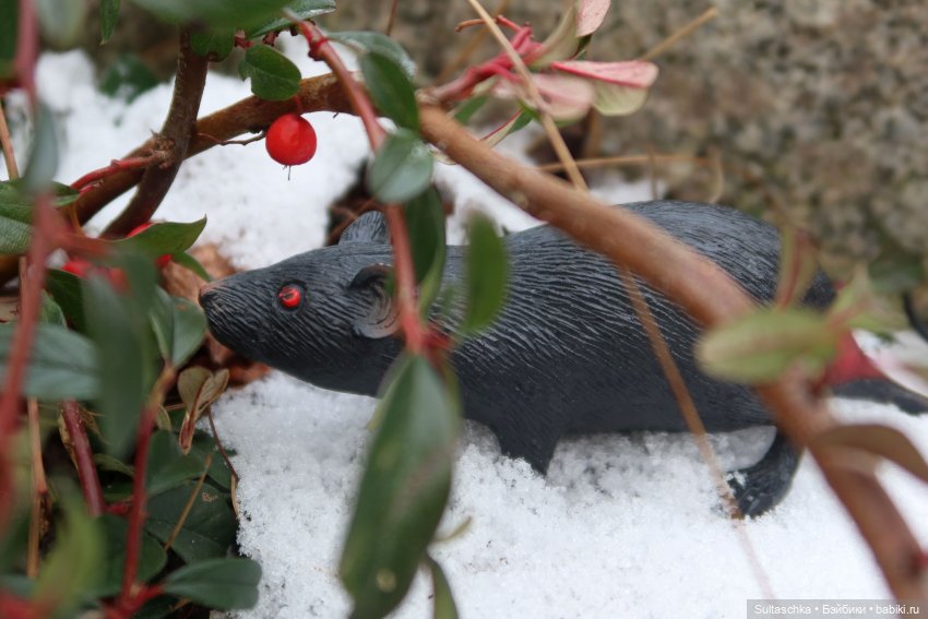 ФотоЧетверг. Снег-снежок — Онлайн совместное творчество
