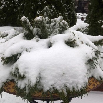 ФотоЧетверг. Снег-снежок!