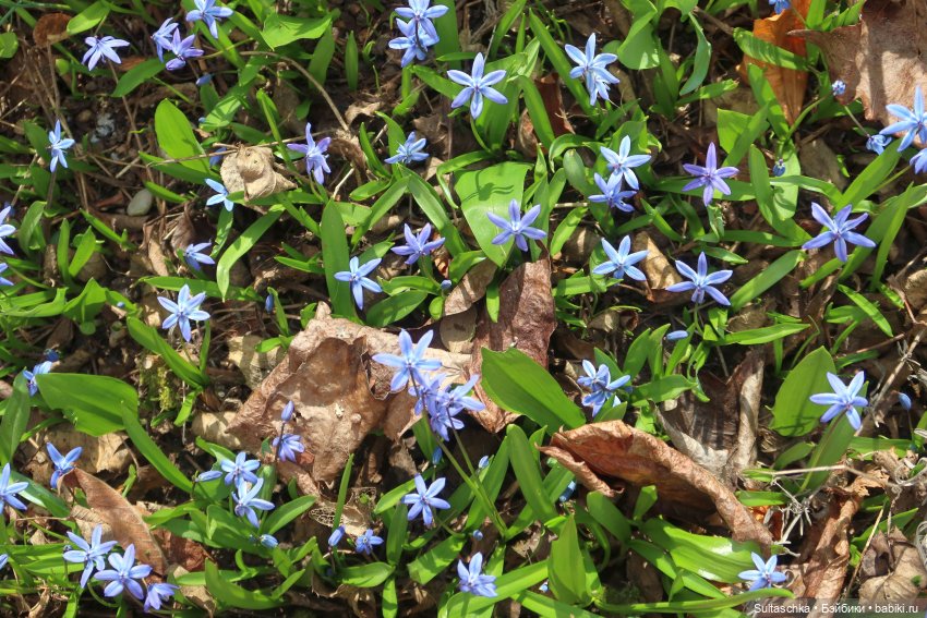 Мои маковки — Куклы Barbie (Барби): Looks