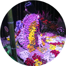 Кику-нингё. Японские куклы из цветов