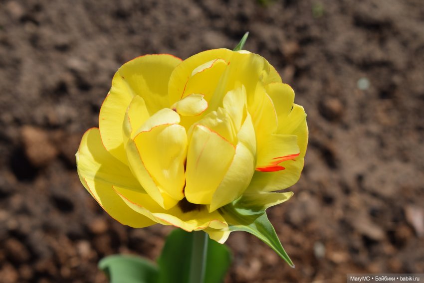 Вам весенний фотопривет от Камелии!😊🌷