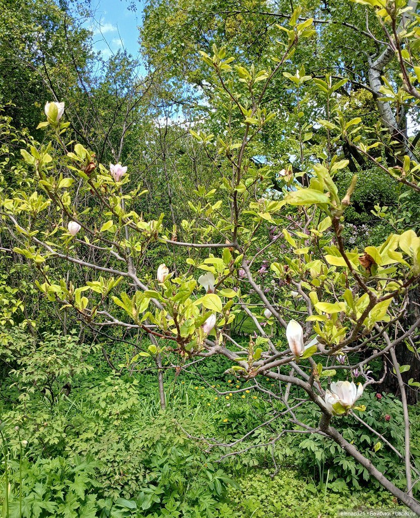 Аптекарский весной — Куклы BTS (БТС) от Mattel: K (фото 3)