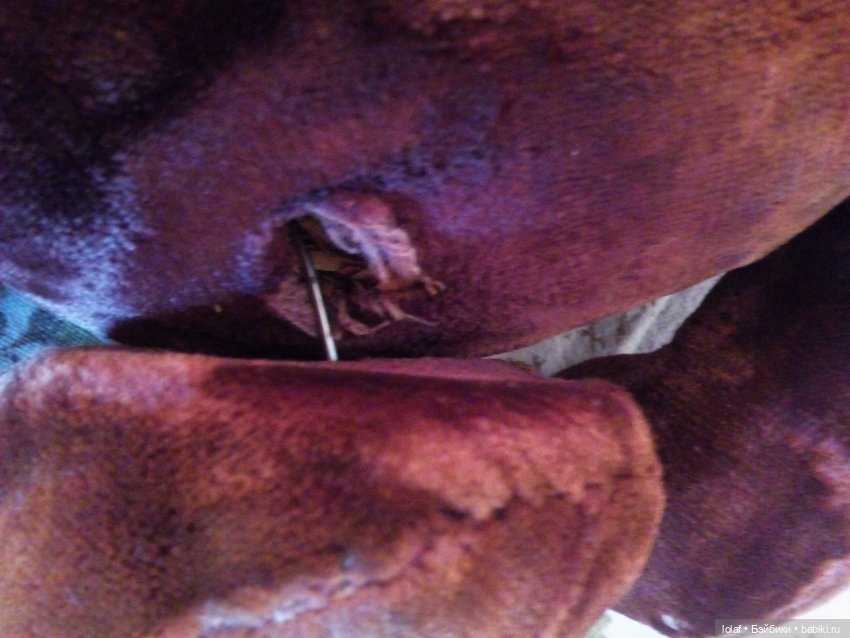 «…У тебя лапки повернуты вниз как у меня! Брат!!!!» (фото 2)