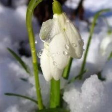 Подснежник