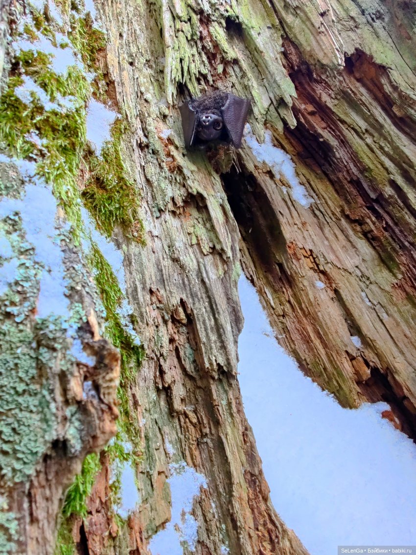 Дружок — Кукольные фотоистории и сериалы: комиксы (фото 3)