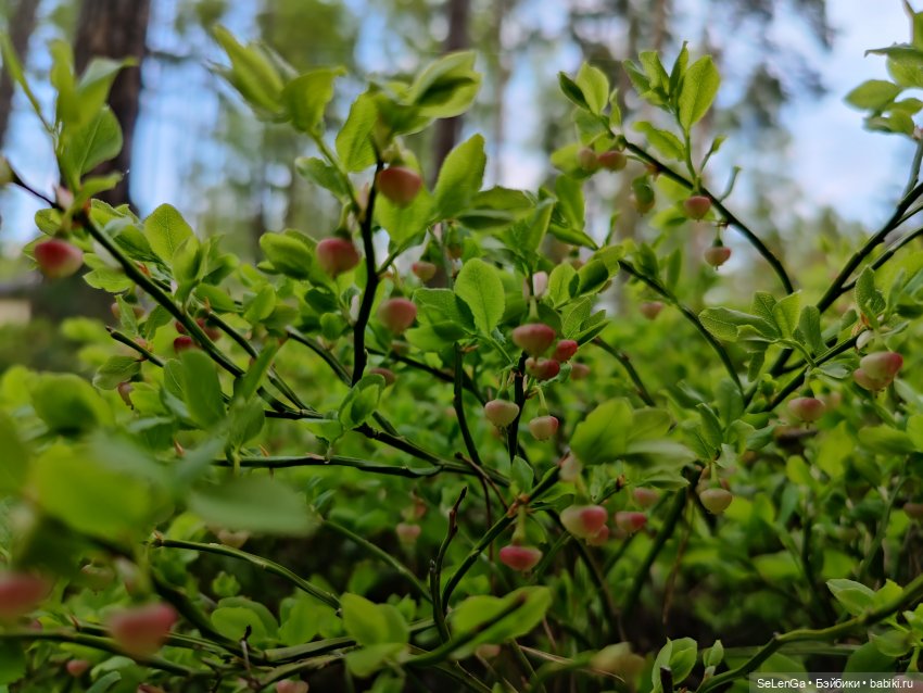 Эля и дудочка. По мотивам сказки В. Катаева "Дудочка и кувшинчик" #День Рождения Миры
