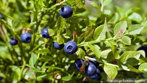 Эля и дудочка. По мотивам сказки В. Катаева "Дудочка и кувшинчик" #День Рождения Миры