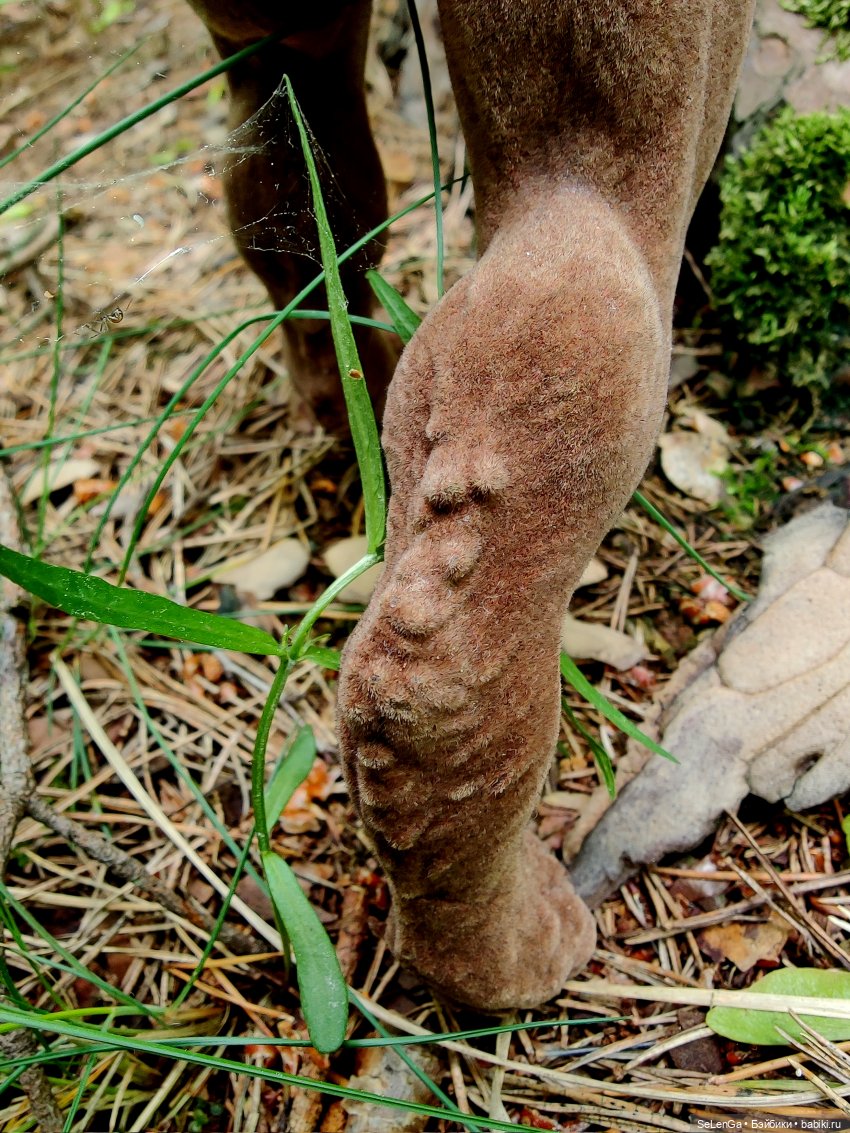 Воспоминания о празднике рождения цветов