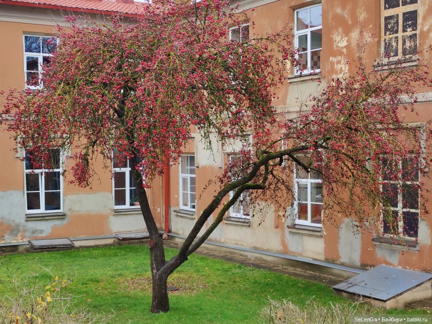 Каникулы в Латвии (2) - Цесис (фото 9)