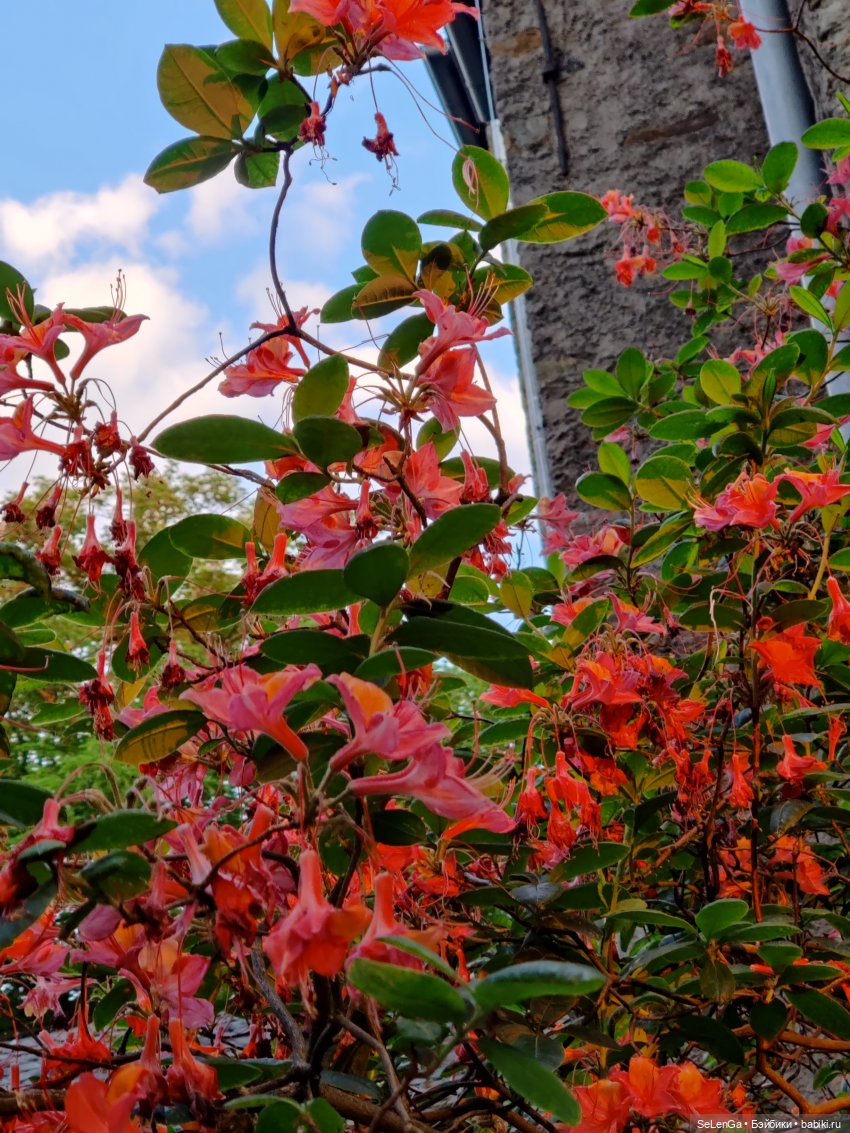 Город Зиген (земля Северный Рейн-Вестфалия, Германия). #путешествуем с куклами