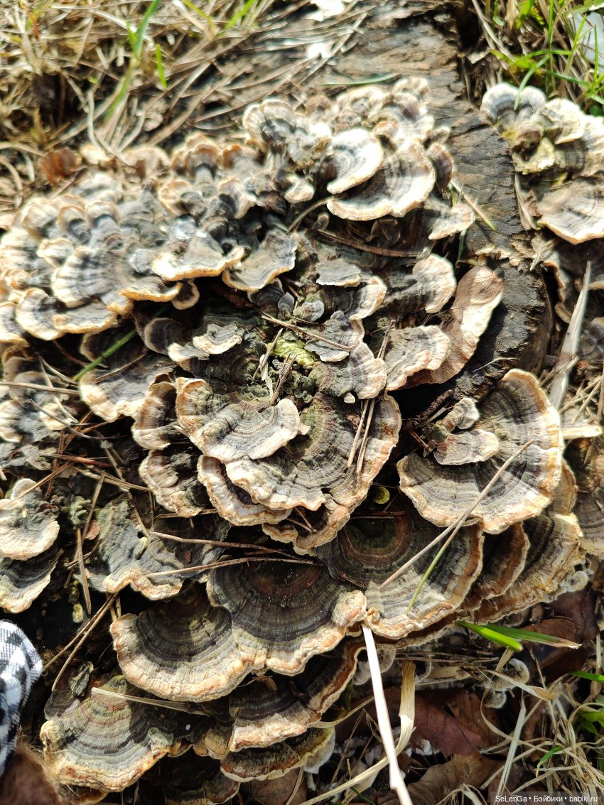 Весенний примитивизм | Бэйбики Весенний примитивизм — Куклы и тела Obitsu 11 (Ob11): гибриды (фото 10)