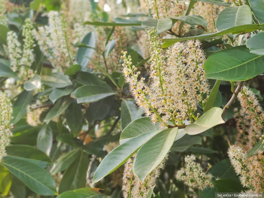 Цветочки vs Граффити — Куклы Barbie (Барби): Looks (фото 8)