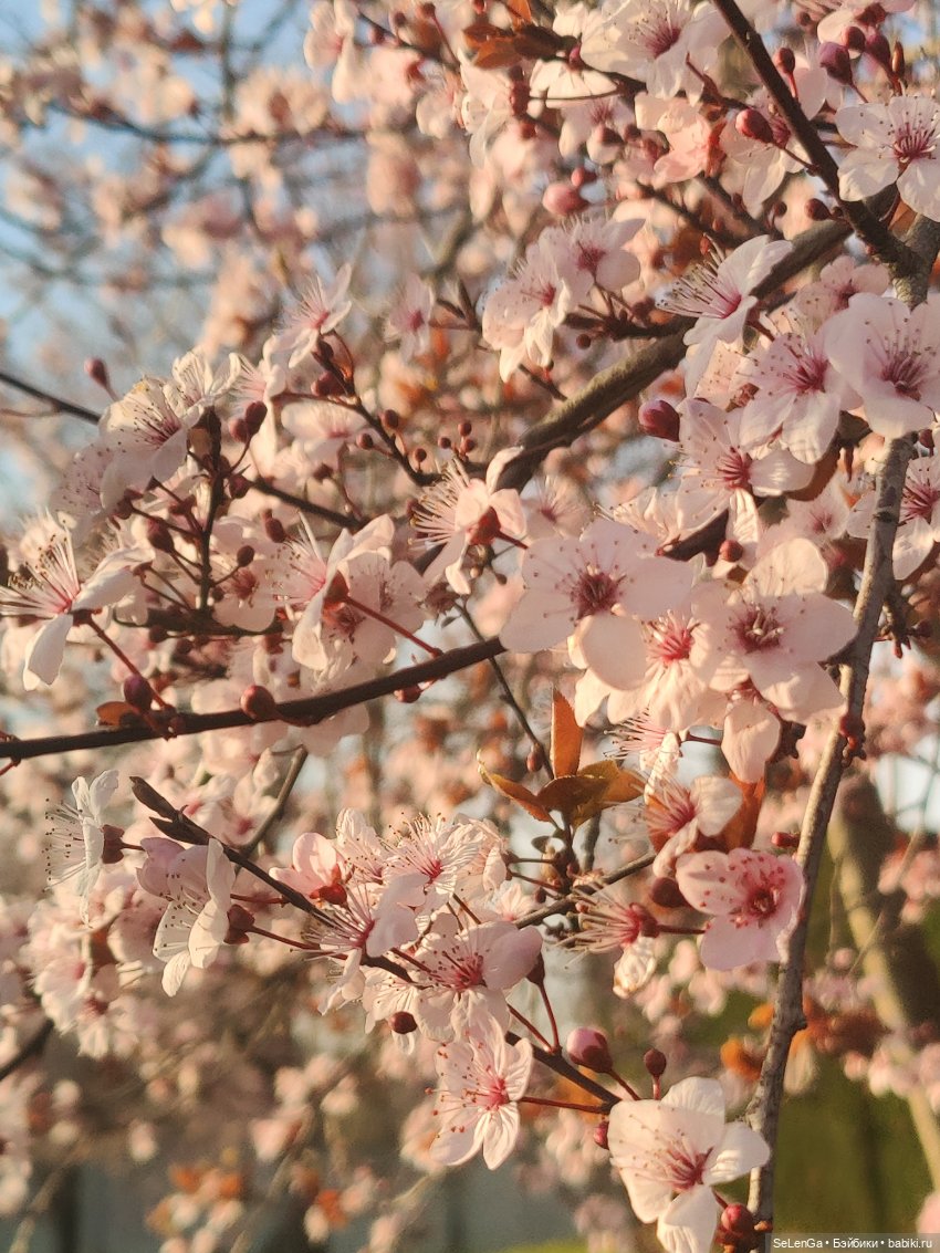 Цветочки vs Граффити — Куклы Barbie (Барби): Looks