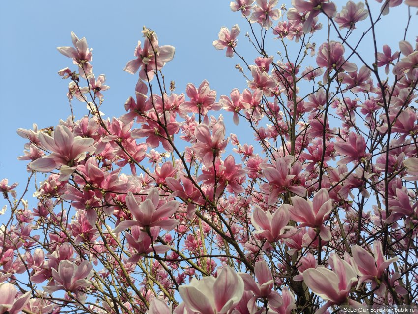 Цветочки vs Граффити — Куклы Barbie (Барби): Looks (фото 9)