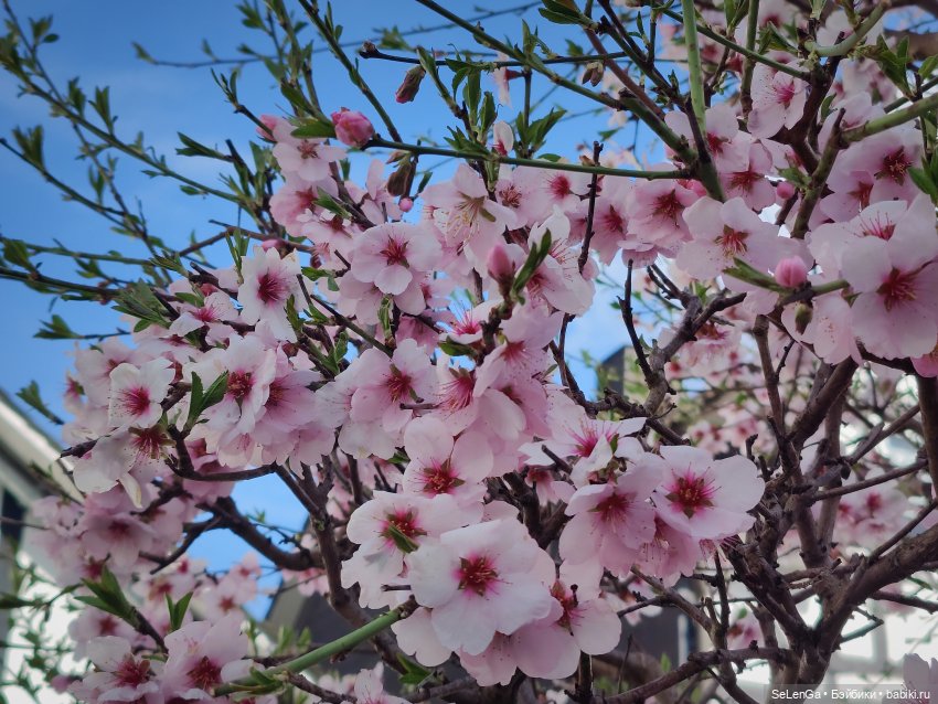 Фахверковые домики Фройденберга