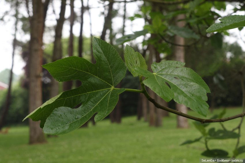 Дождливый день с Элли — Куклы с Алиэкспресс (Aliexpress): Китайские шарнирные (фото 5)