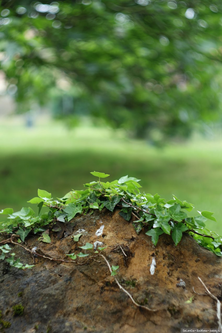 Дождливый день с Элли — Куклы с Алиэкспресс (Aliexpress): Китайские шарнирные