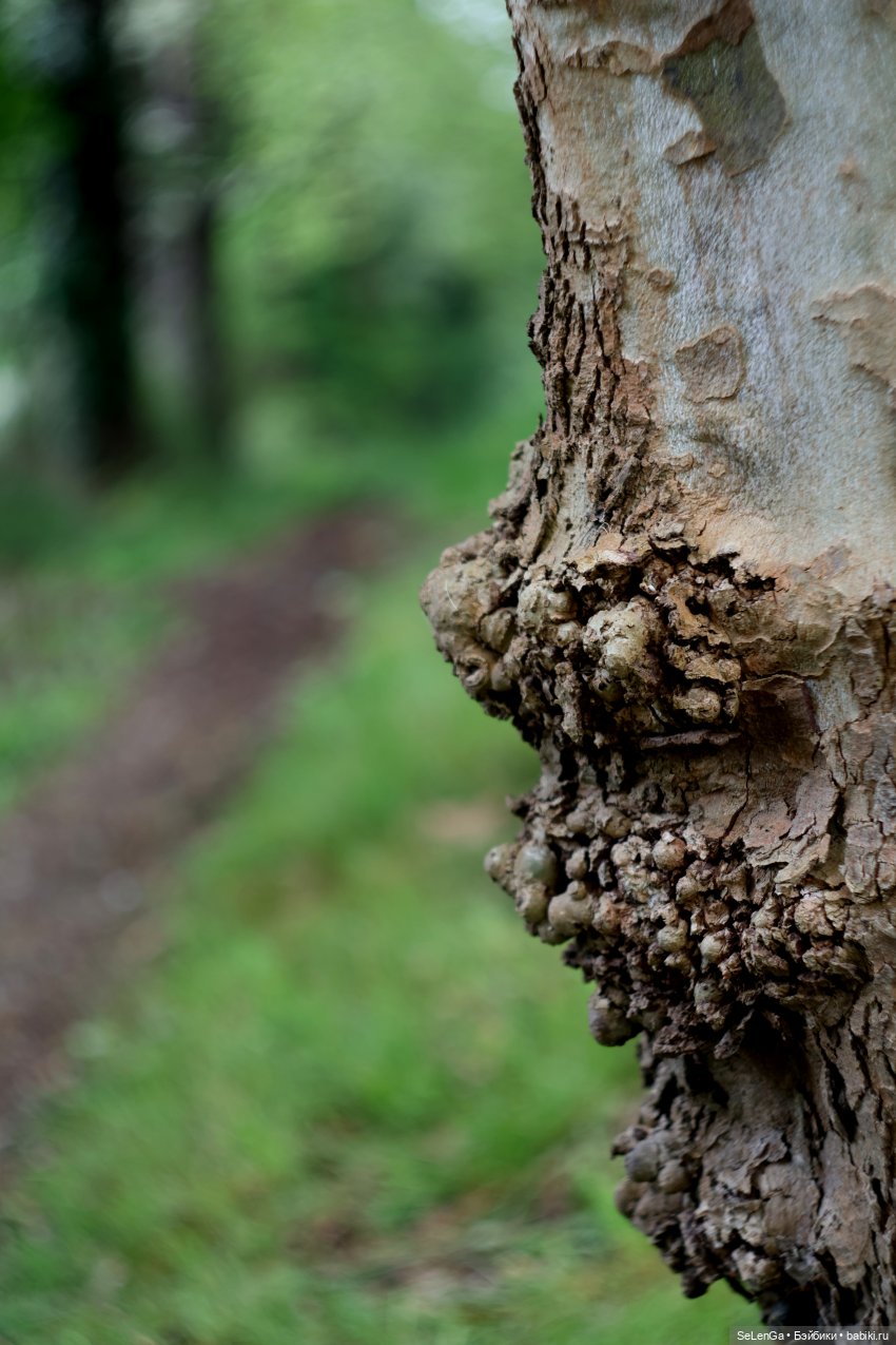 Дождливый день с Элли — Куклы с Алиэкспресс (Aliexpress): Китайские шарнирные (фото 2)
