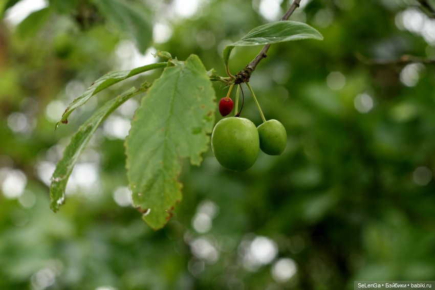 Дождливый день с Элли — Куклы с Алиэкспресс (Aliexpress): Китайские шарнирные (фото 4)