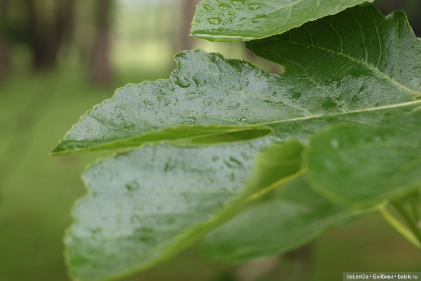 Дождливый день с Элли — Куклы с Алиэкспресс (Aliexpress): Китайские шарнирные (фото 6)