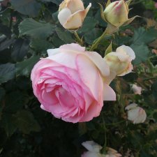 Хочу найти курсы кройки и шитья