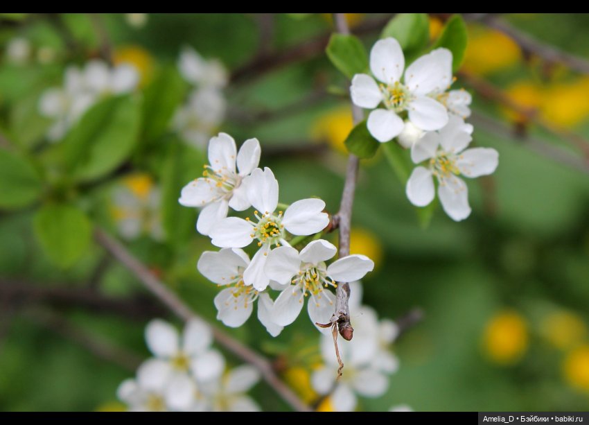Весенняя прогулка Ксавьера | Бэйбики Весенняя прогулка Ксавьера (фото 2)