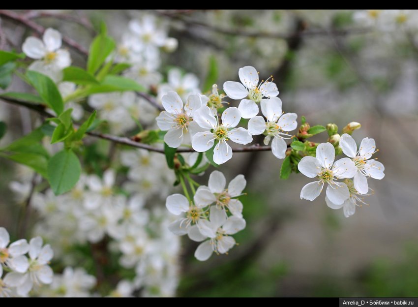 Весенняя прогулка Ксавьера (фото 5)