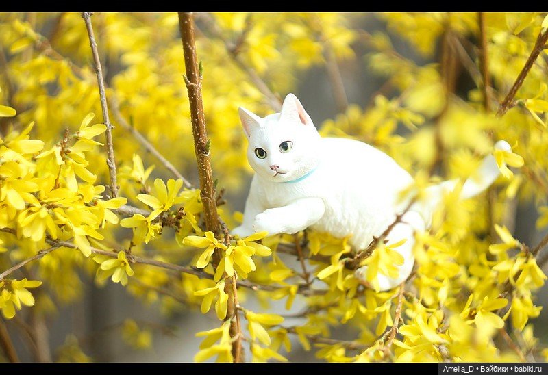 Весенние котики | Бэйбики Весенние котики — Разные куклы BJD (БЖД): редкие бренды (фото 6)