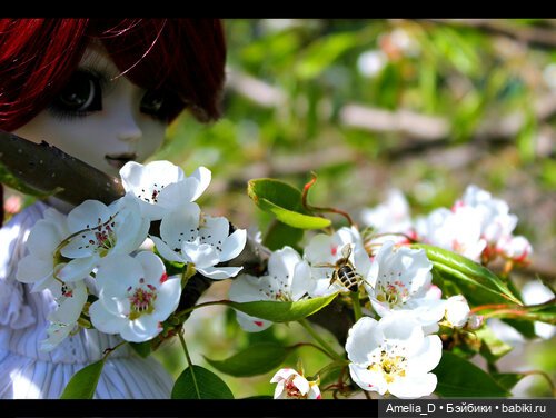 Из жизни пчел — Куклы Pullip (Пуллип) (фото 10)