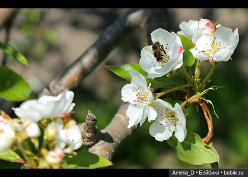 Из жизни пчел — Куклы Pullip (Пуллип)