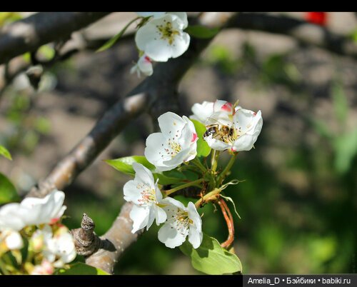 Из жизни пчел — Куклы Pullip (Пуллип)