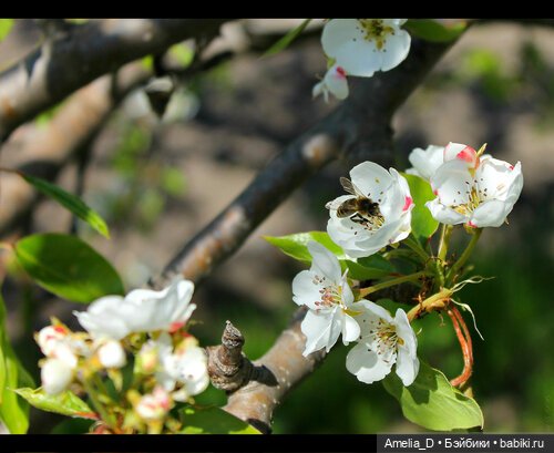 Из жизни пчел — Куклы Pullip (Пуллип)