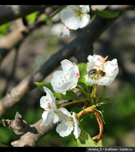 Из жизни пчел — Куклы Pullip (Пуллип)