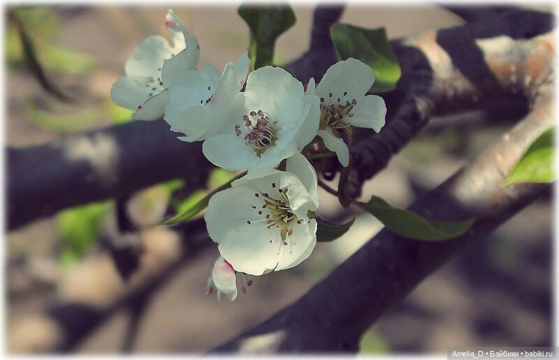 Из жизни пчел — Куклы Pullip (Пуллип) (фото 4)