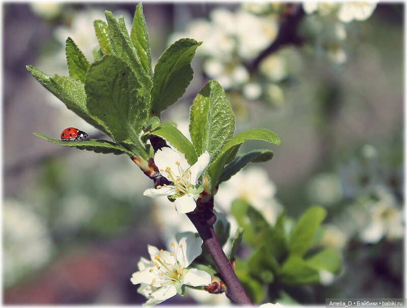 Из жизни пчел — Куклы Pullip (Пуллип) (фото 7)