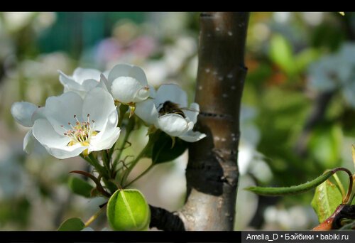 Из жизни пчел — Куклы Pullip (Пуллип)