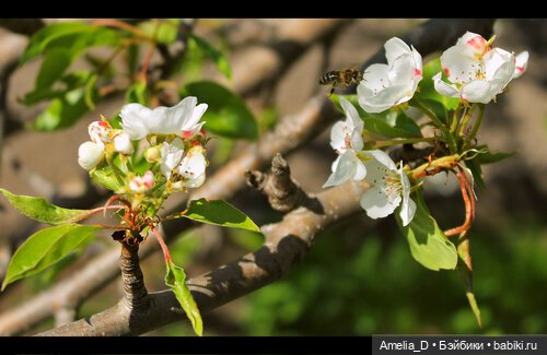 Из жизни пчел — Куклы Pullip (Пуллип)