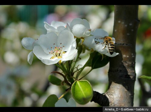 Из жизни пчел — Куклы Pullip (Пуллип)