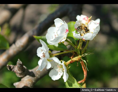 Из жизни пчел — Куклы Pullip (Пуллип)