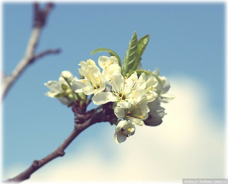 Из жизни пчел — Куклы Pullip (Пуллип) (фото 2)