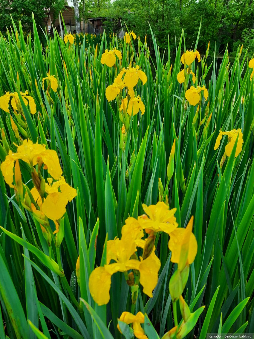 Загадочное настроение ( бабушка Мэррис от Berenguer, при участии тетушки Мод из "Суперсемейки") (фото 2)