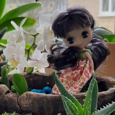 Еще одно крошечное соБЛАЙЗнение и  наш зимний сад