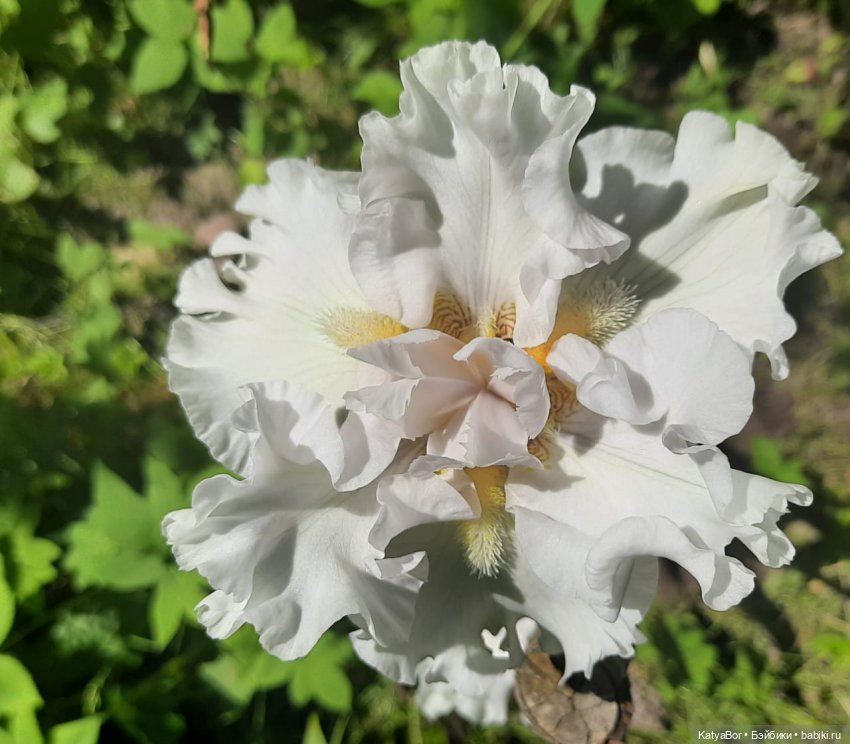 Лето с подружками — Куклы Paola Reina (Паола Рейна): новинки