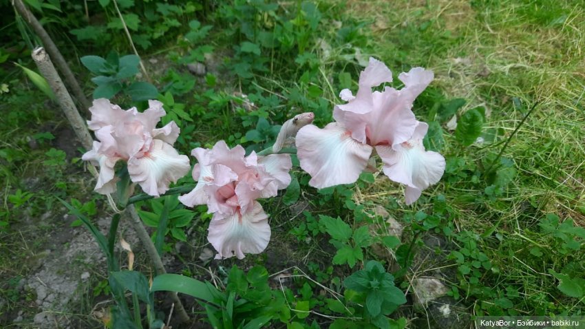 Лето с подружками — Куклы Paola Reina (Паола Рейна): новинки