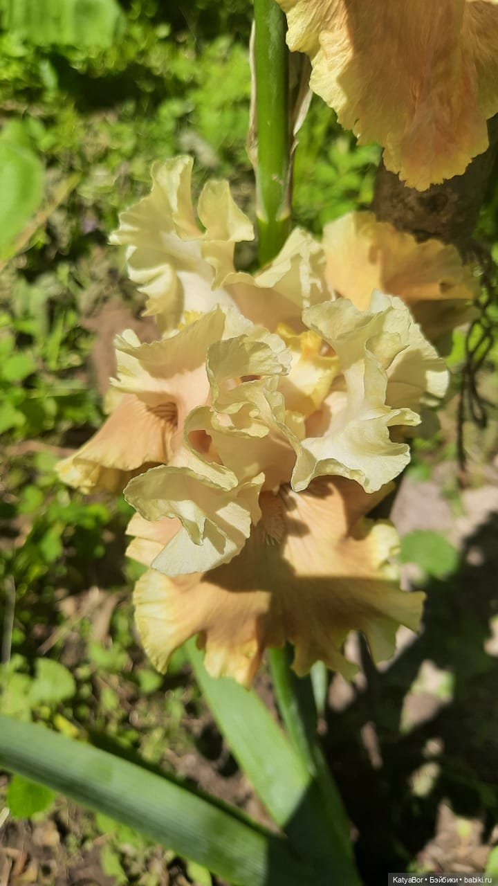 Лето с подружками — Куклы Paola Reina (Паола Рейна): новинки