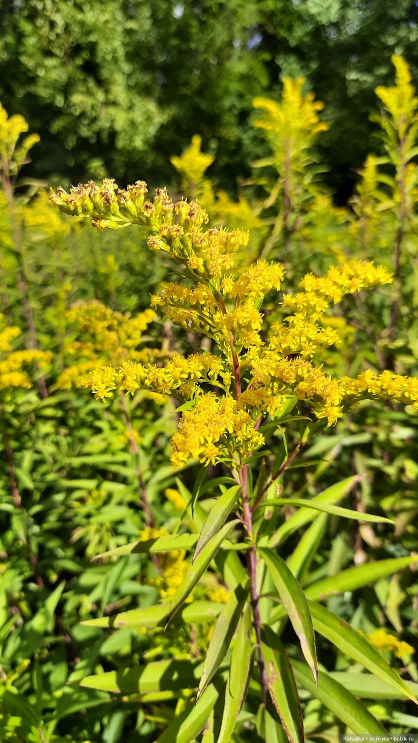 Смешные шапки (часть первая, надеюсь, не последняя)