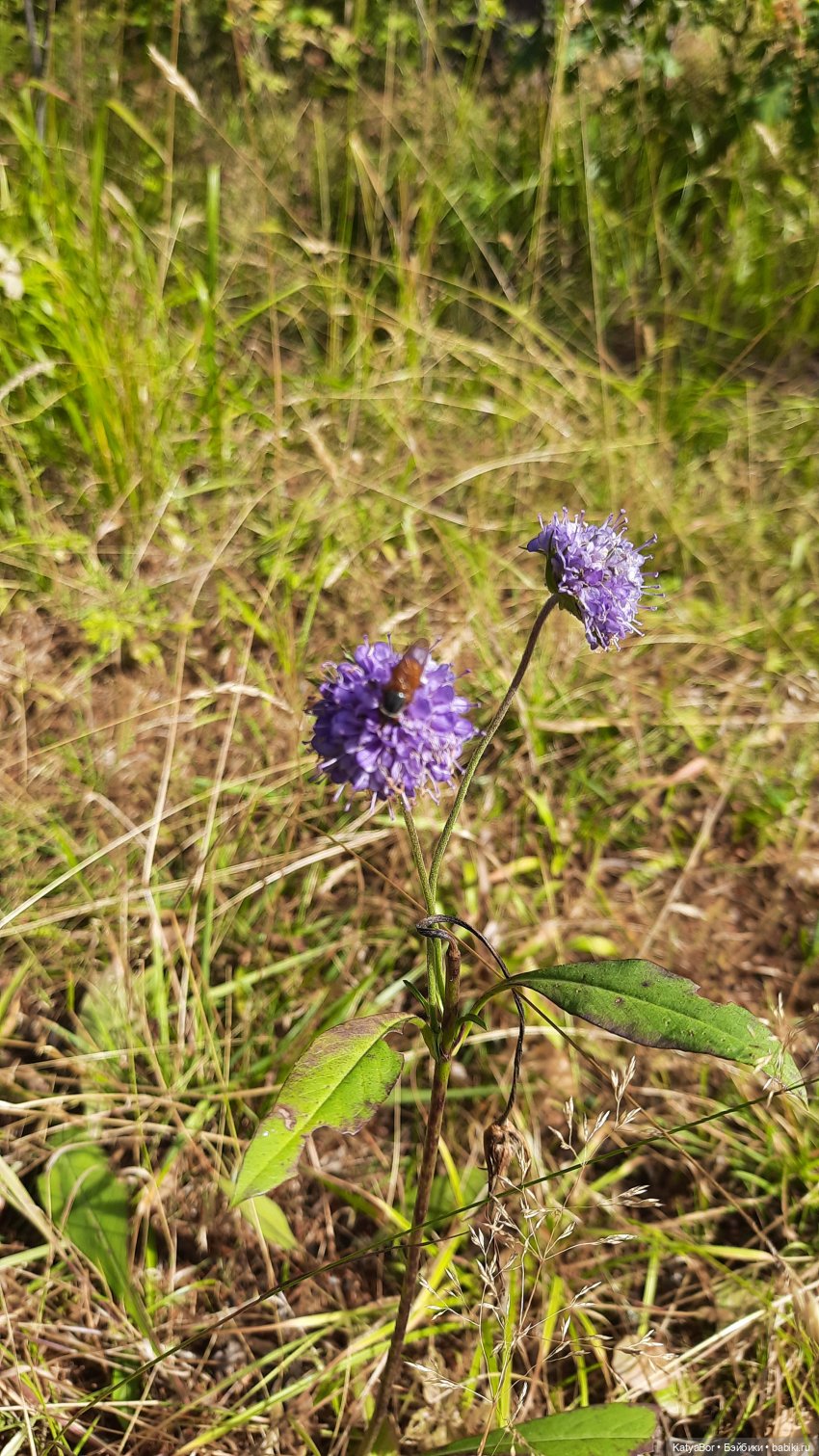 Смешные шапки (часть первая, надеюсь, не последняя) (фото 8)