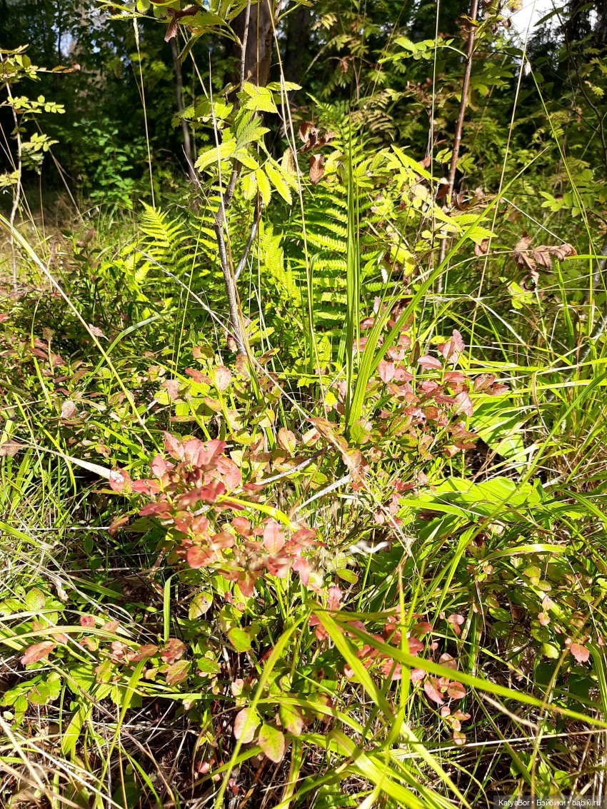 Смешные шапки (часть первая, надеюсь, не последняя)