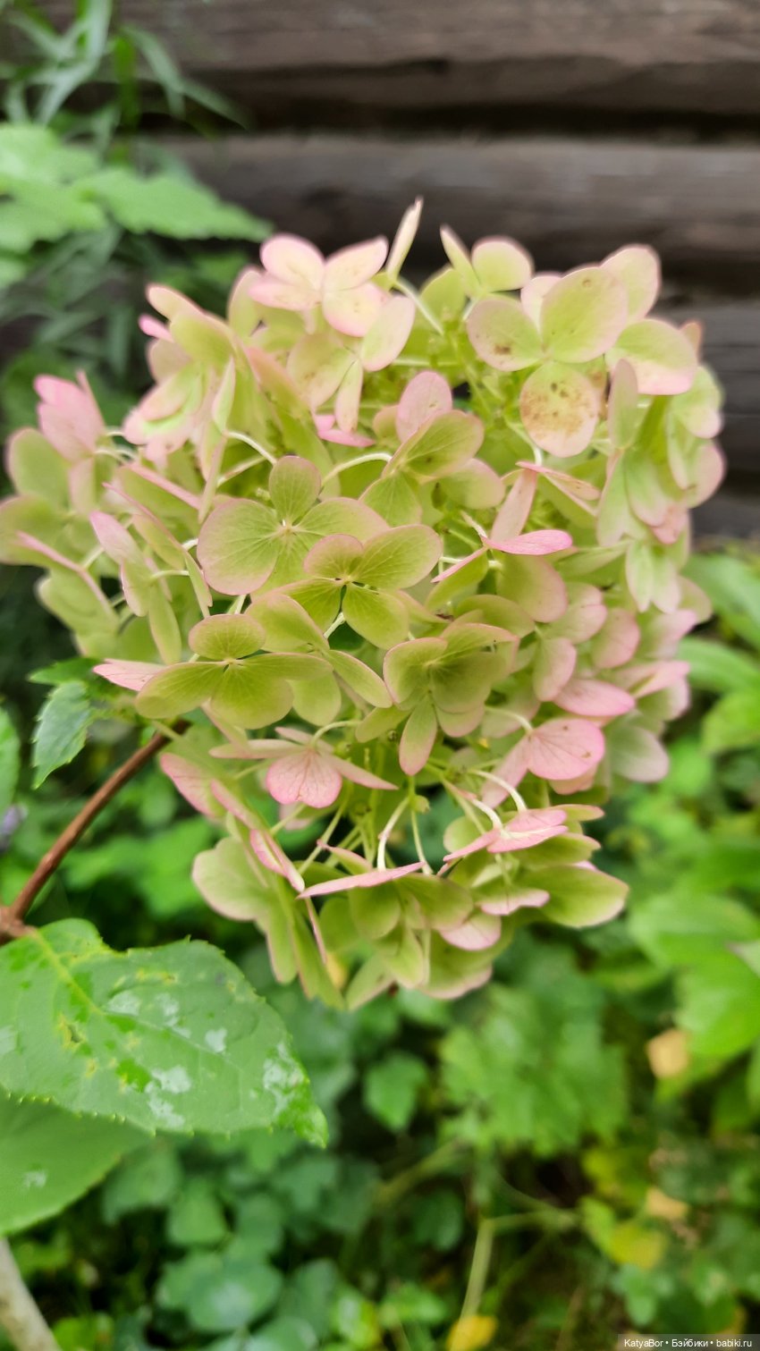 Еще вчера — Куклы Paola Reina (Паола Рейна): новинки